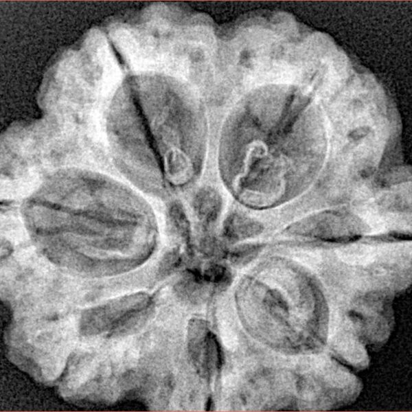 7 Mukhi Rudraksha 28.5mm 6.84gm - Xray