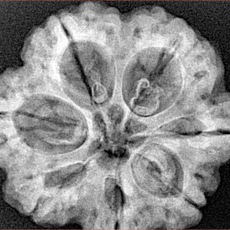 7 Mukhi Rudraksha 28.5mm 6.84gm - Xray