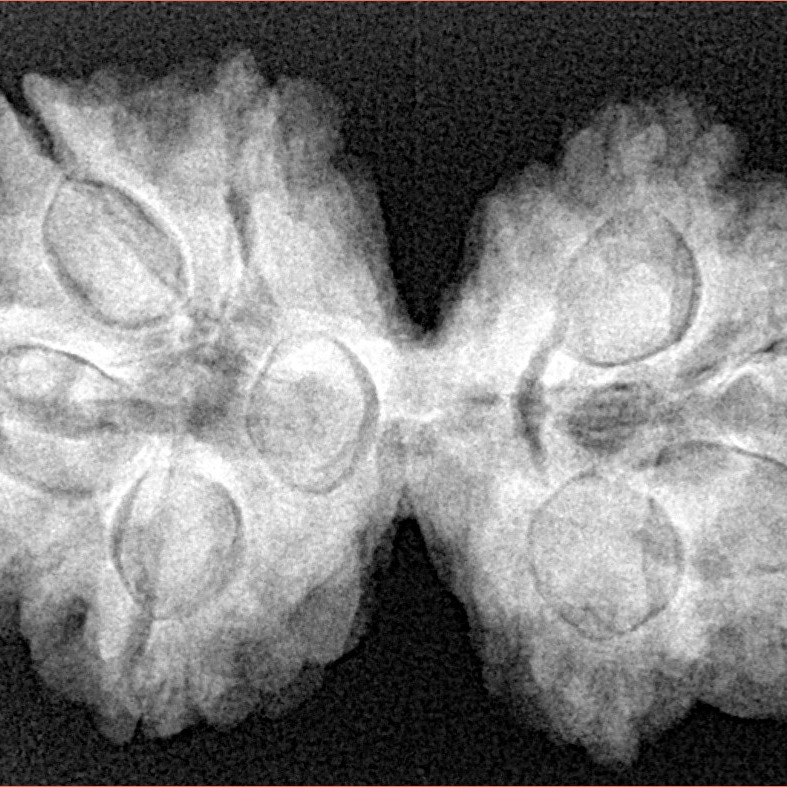 8 MK Gaurishankar 34.5mm 6.86gm - Xray