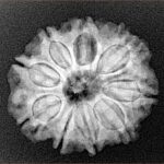 9 Mukhi Rudraksha 23.7mm 3.86gm - Xray