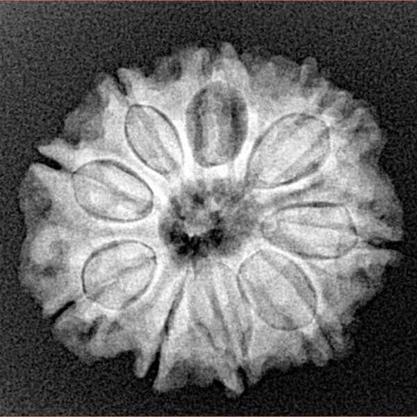 9 Mukhi Rudraksha 23.7mm 3.86gm - Xray