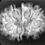 11 Mukhi G.S & Ganesh 28.3mm 4.39gm - Xray