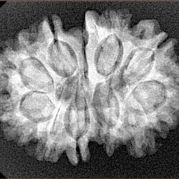 11 Mukhi G.S & Ganesh 28.3mm 4.39gm - Xray