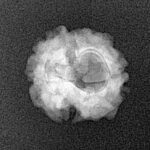 2 Mukhi Rudraksha 16.4mm 1.47gm - Xray