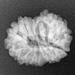 14 Mukhi Rudraksha 21.1mm 2.45gm - Xray