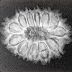 13 Mukhi Rudraksha 25.2mm 3.48gm - Xray