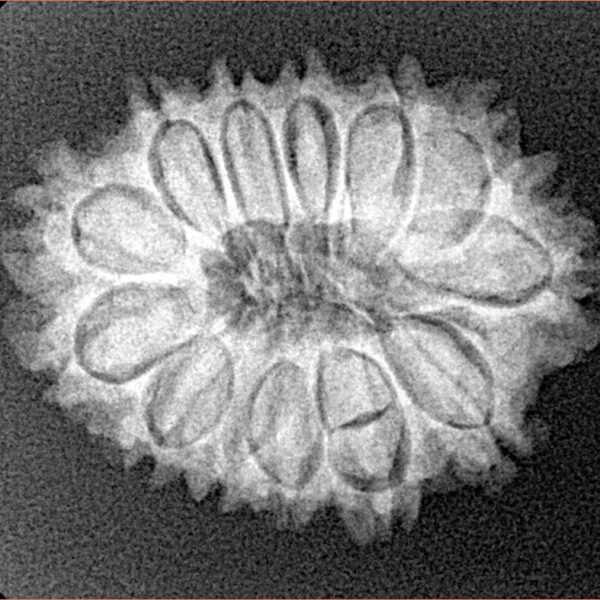 13 Mukhi Rudraksha 25.2mm 3.48gm - Xray