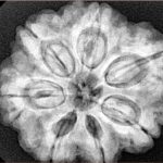 7 Mukhi Rudraksha 28.5mm 7.74gm - Xray