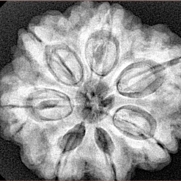 7 Mukhi Rudraksha 28.5mm 7.74gm - Xray