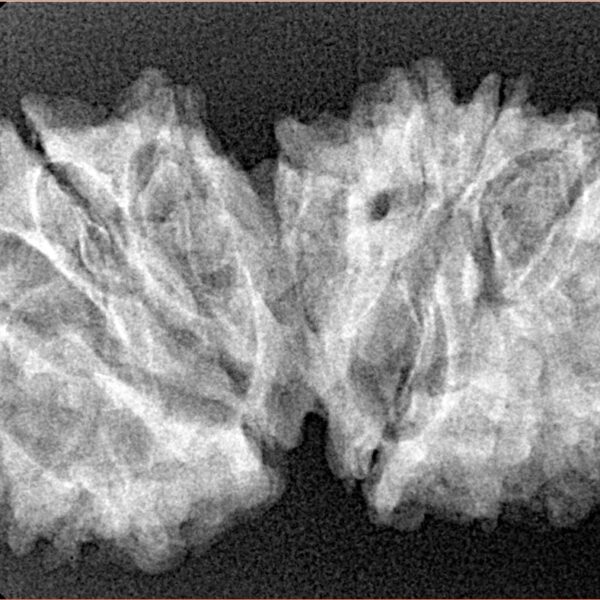 14 Mk Gaurishankar 33.6mm 4.88gm - Xray