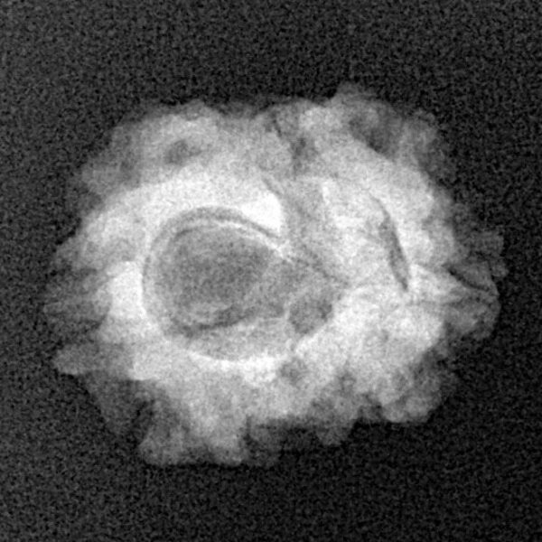 2 Mukhi Rudraksha 21.4mm 2.24gm - Xray