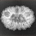 15 Mukhi Rudraksha 24.5mm 3.3gm - Xray