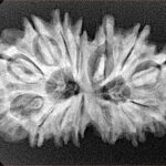 14 Mk Gaurishankar 30.8mm 4.74gm - Xray