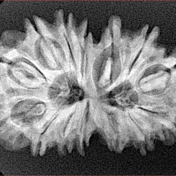 14 Mk Gaurishankar 30.8mm 4.74gm - Xray