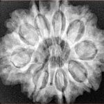 9 Mukhi Rudraksha 28.1mm 6.24gm - Xray
