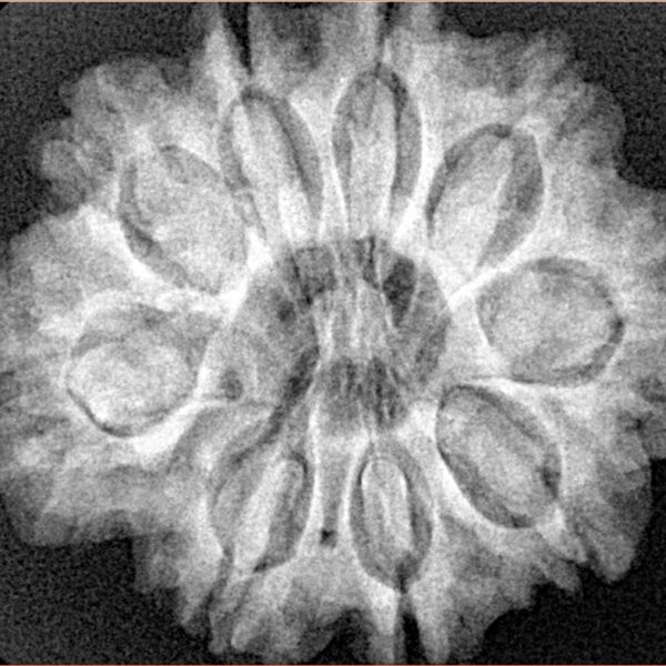 9 Mukhi Rudraksha 28.1mm 6.24gm - Xray
