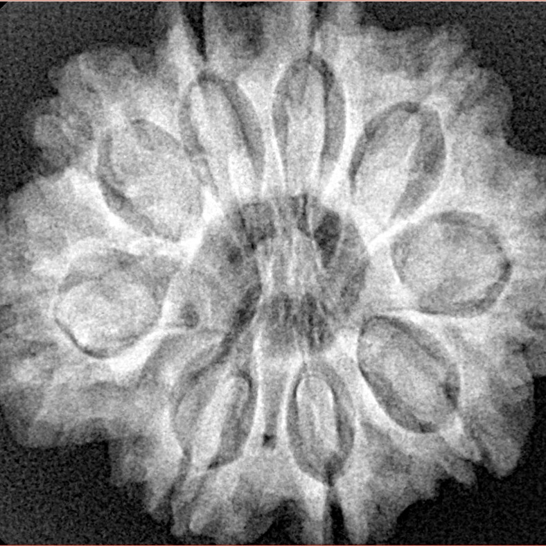 9 Mukhi Rudraksha 28.1mm 6.24gm - Xray
