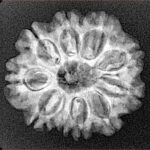 10 Mukhi Rudraksha 23.8mm 3.36gm - Xray