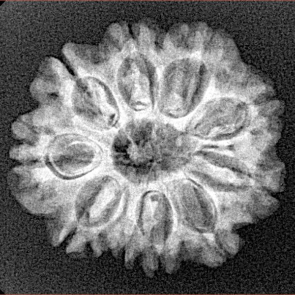 10 Mukhi Rudraksha 23.8mm 3.36gm - Xray