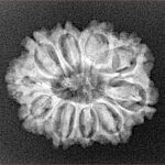 10 Mukhi Rudraksha 23.9mm 3gm - Xray