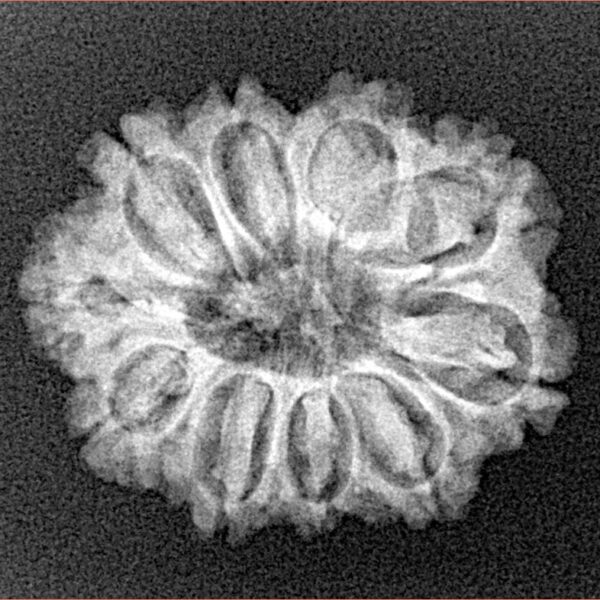 10 Mukhi Rudraksha 23.9mm 3gm - Xray