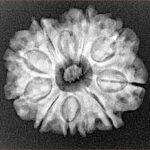 10 Mukhi Rudraksha 24mm 3.78gm - Xray