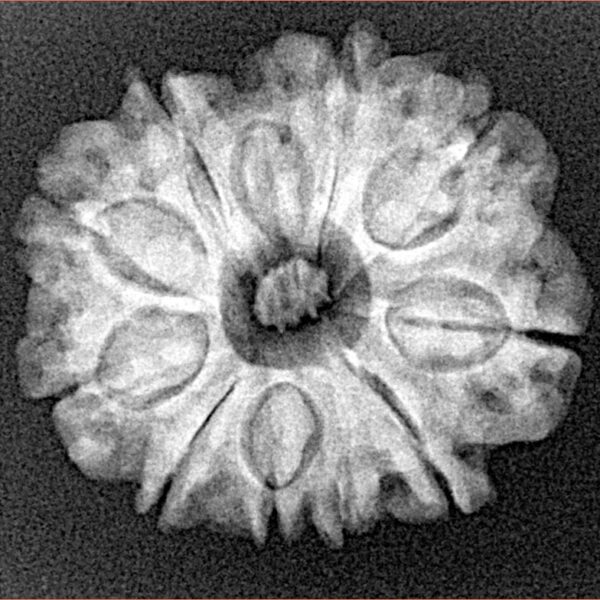 10 Mukhi Rudraksha 24mm 3.78gm - Xray