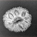 14 Mukhi Rudraksha 19.9mm 2gm - Xray