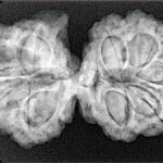 9 Mukhi G.S & Ganesh 35mm 6.1gm - Xray