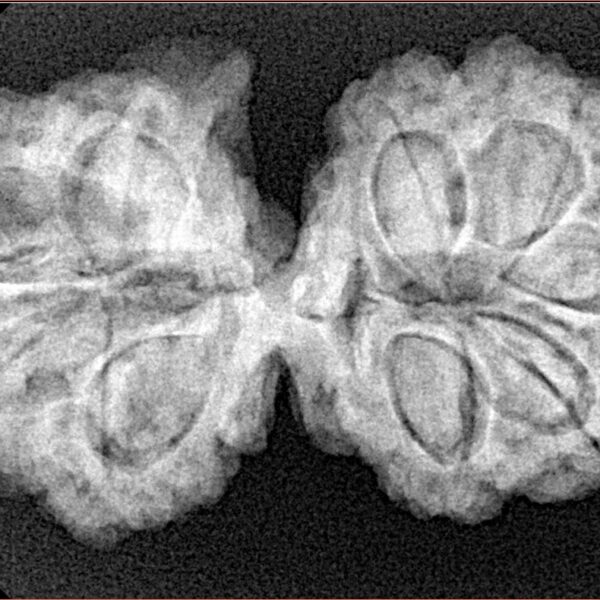 9 Mukhi G.S & Ganesh 35mm 6.1gm - Xray