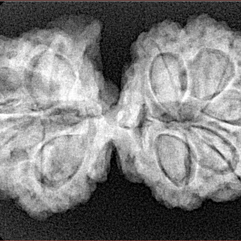 9 Mukhi G.S & Ganesh 35mm 6.1gm - Xray