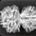 8 Mukhi G.S & Ganesh 29.6mm 4.34gm - Xray
