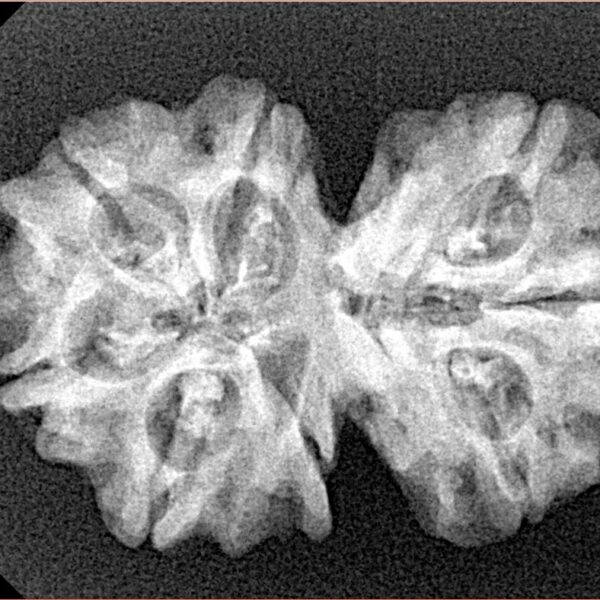 8 Mukhi G.S & Ganesh 29.6mm 4.34gm - Xray