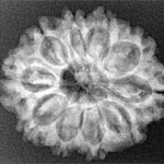 10 Mukhi Rudraksha 26.4mm 4.07gm - Xray