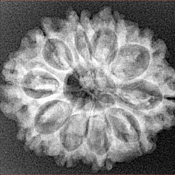10 Mukhi Rudraksha 26.4mm 4.07gm - Xray