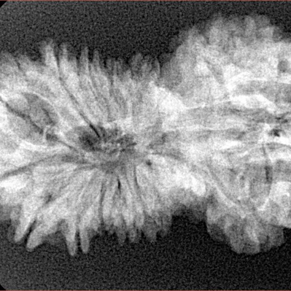 17 MK Gaurishankar 34.6mm 5gm - Xray