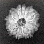 8 Mukhi Rudraksha 21.1mm 2.8gm - Xray