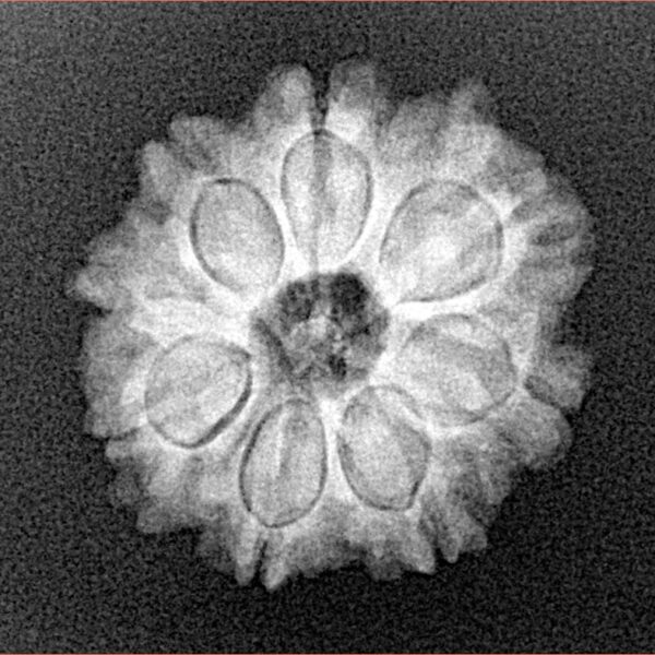 8 Mukhi Rudraksha 21.1mm 2.8gm - Xray