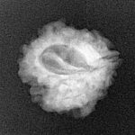 1 Mukhi Rudraksha 19.8mm 2.34gm - Xray