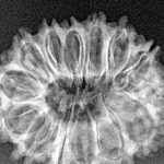 14 Mukhi Rudraksha 27.2mm 3.3gm - Xray