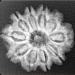 10 Mukhi Rudraksha 24.7mm 3.9gm - Xray