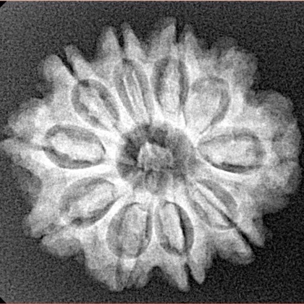 10 Mukhi Rudraksha 24.7mm 3.9gm - Xray