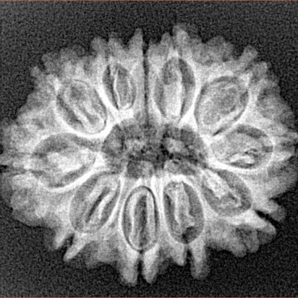11 Mukhi Rudraksha 25.9mm 3.58gm - Xray