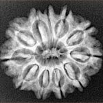 11 Mukhi Rudraksha 25.5mm 3.92gm - Xray