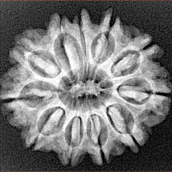 11 Mukhi Rudraksha 25.5mm 3.92gm - Xray