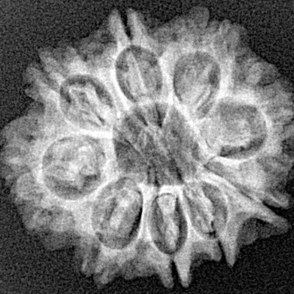 9 Mukhi Rudraksha 23.7mm 3.27gm - Xray
