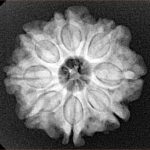 8 Mukhi Rudraksha 23.8mm 4.56gm - Xray