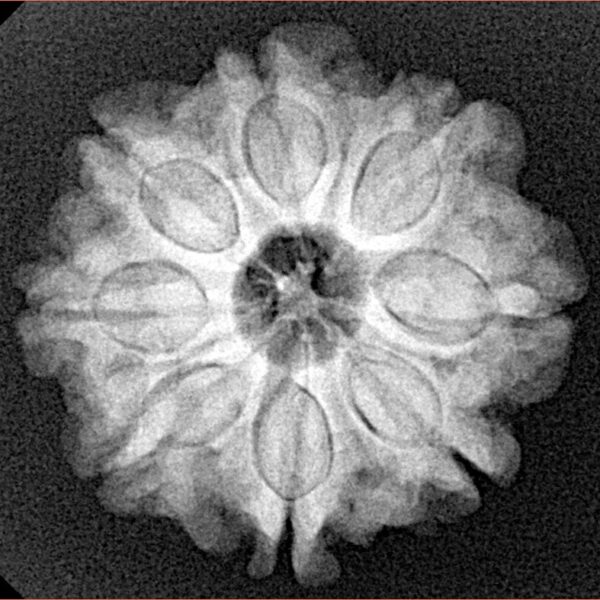 8 Mukhi Rudraksha 23.8mm 4.56gm - Xray
