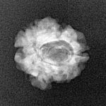 1 Mukhi Rudraksha 16.9mm 1.41gm - Xray