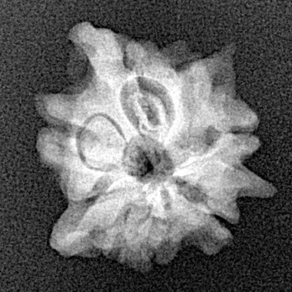 5 Mukhi 4 Faces Ganesh 19.4mm 2gm - Xray
